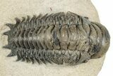 Detailed Crotalocephalina Trilobite - Atchana, Morocco #252412-4